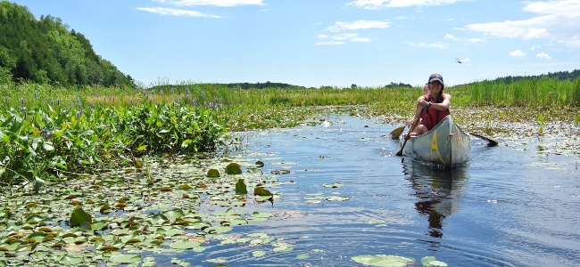 Students in a canoe paddling through a marsh